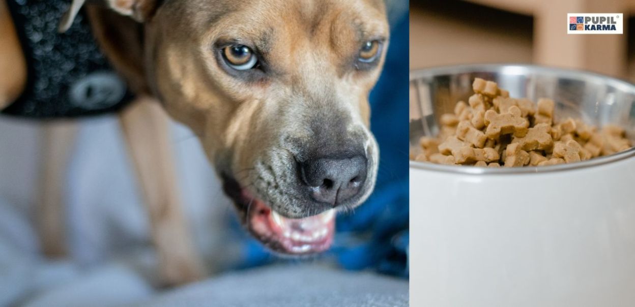 Co zrobić, gdy pies warczy przy jedzeniu?