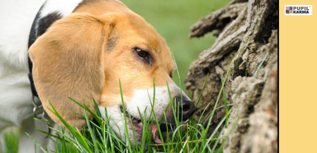 Dlaczego pies je trawę i jak go tego oduczyć?