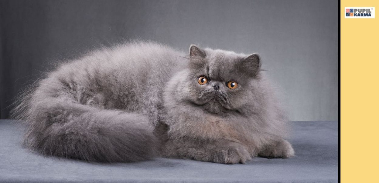 Jak dbać o koty perskie: pielęgnacja, charakterystyka i zdrowie
