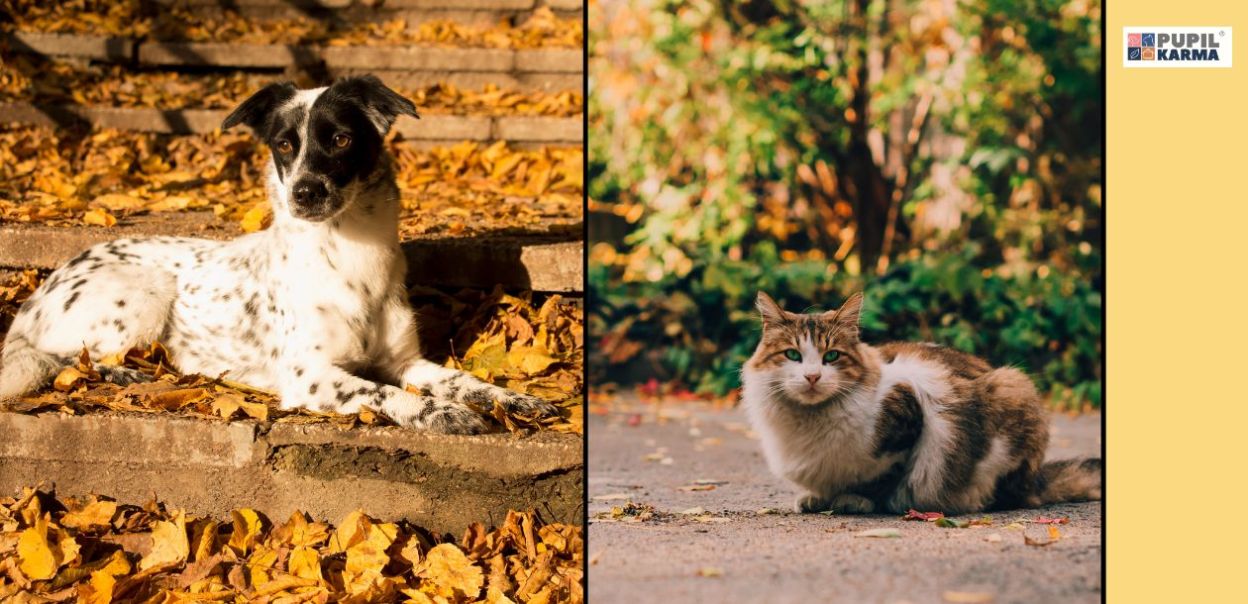 Jak dbać o sierść psa i kota w okresie jesieni