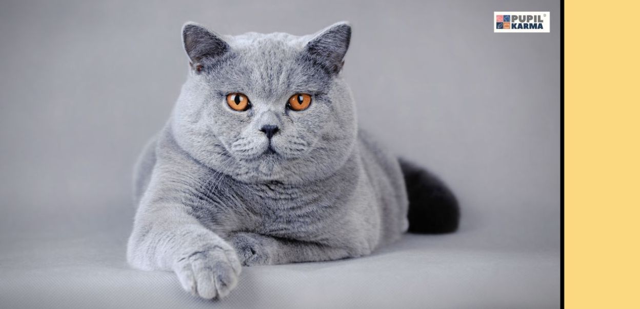 Co mogą jeść koty rasy brytyjskiej? Poradnik żywieniowy