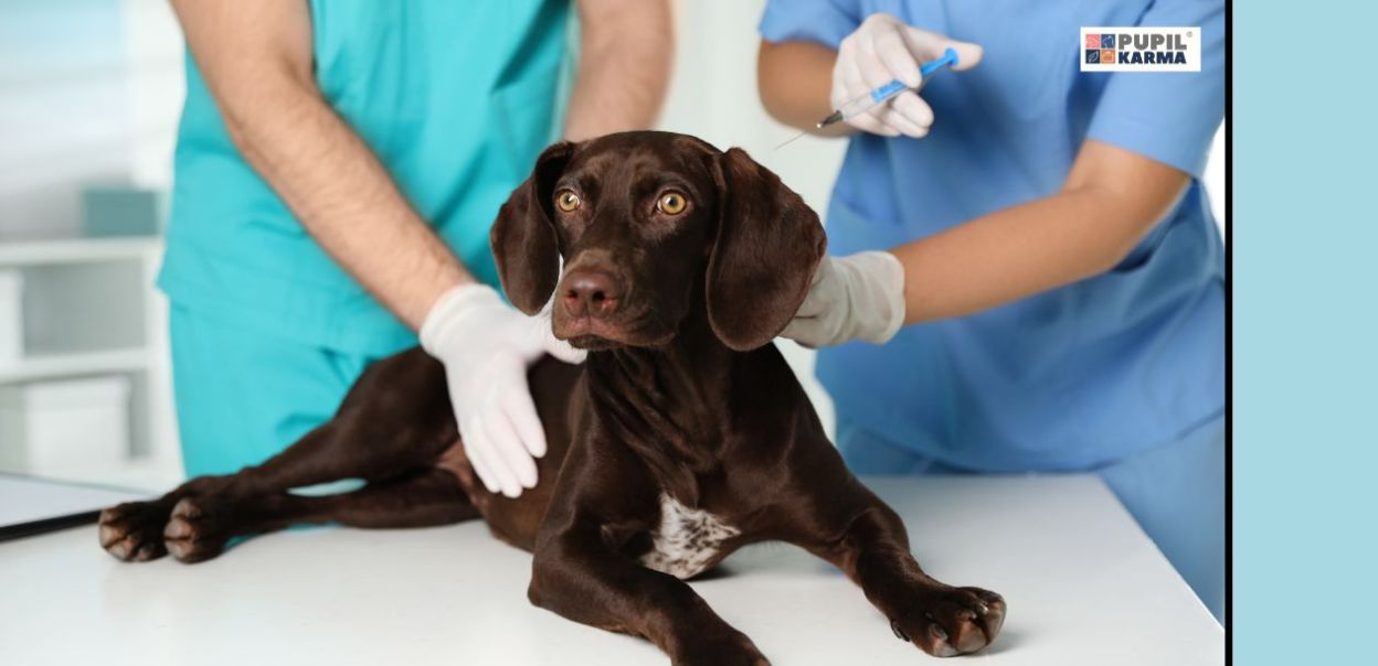 Kalendarz szczepień psa. O czym musisz pamiętać?