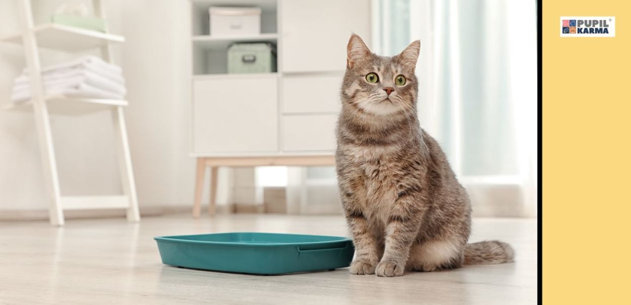 Dieta dla kotów z problemami układu moczowego. O czym należy pamiętać?