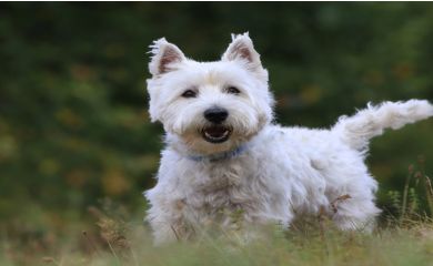 West highland white terrier