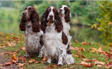 Springer spaniel angielski