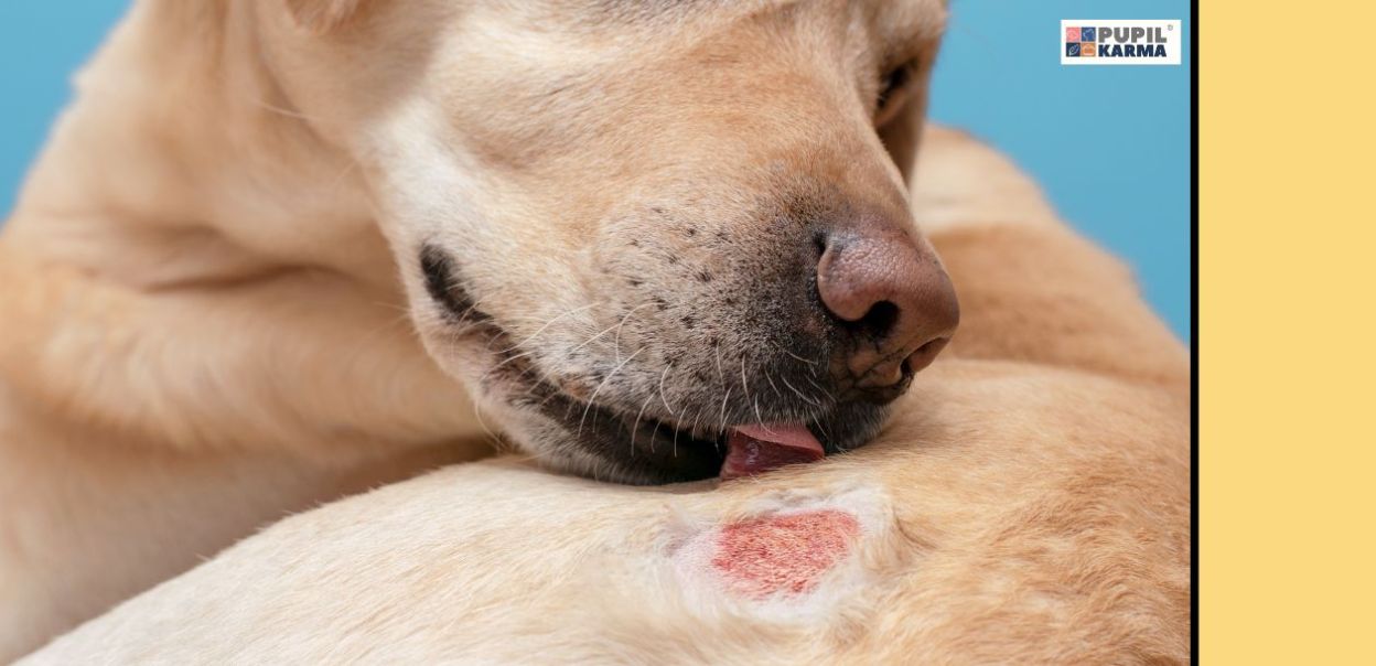 Atopowe zapalenie skóry u psa. Objawy, powikłania i leczenie.
