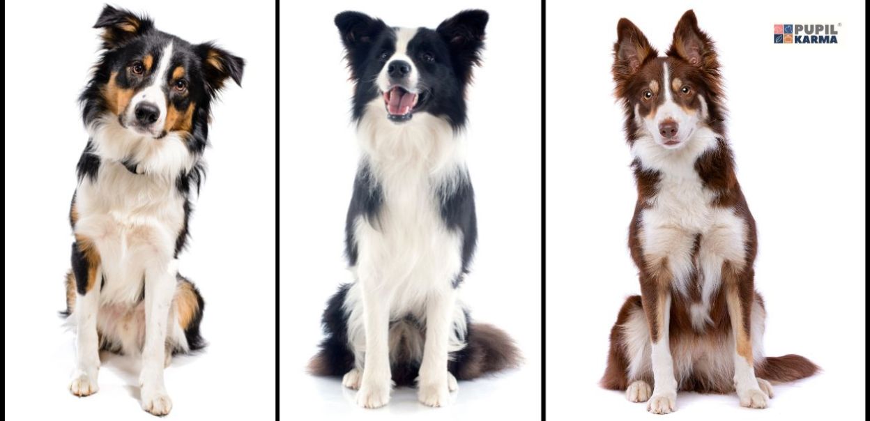 Border Collie - wygląd, charakter i pielęgnacja psów tej rasy