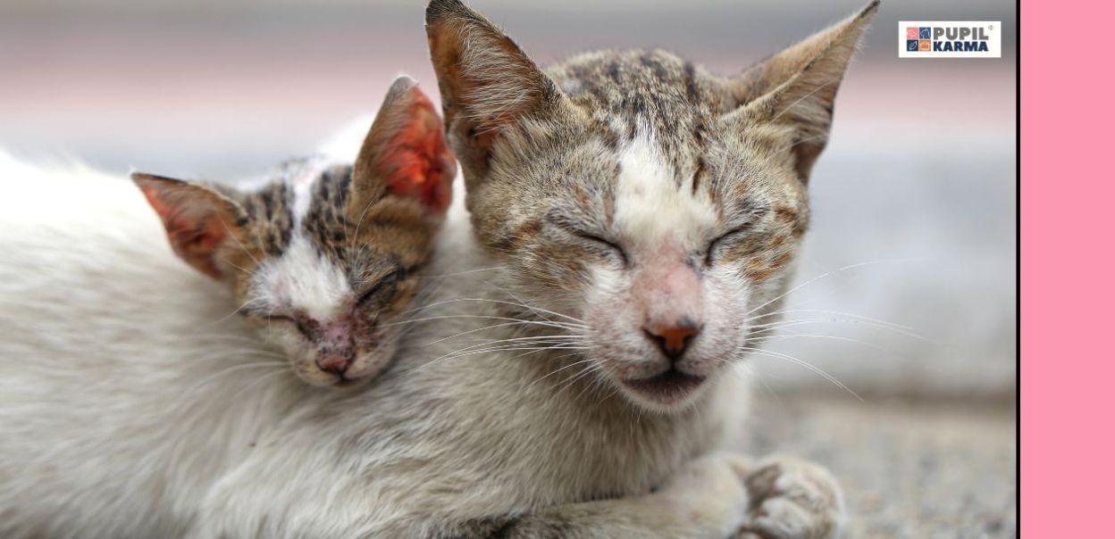 Choroby skóry u kota — jak je rozpoznać i co robić, gdy wystąpią?