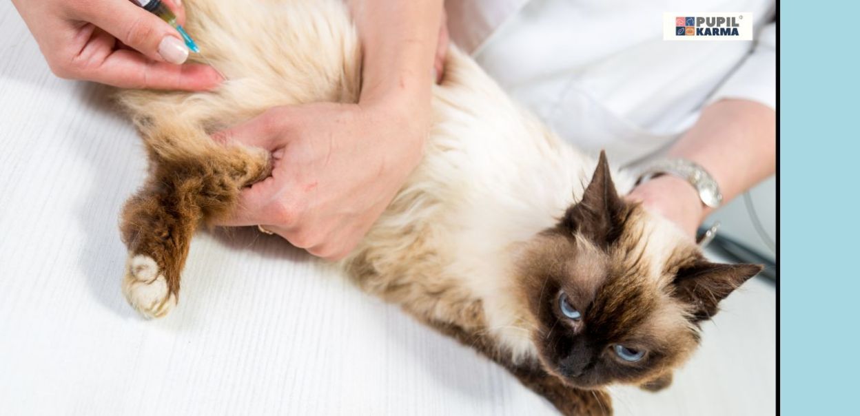 Niewydolność nerek u kota — objawy, diagnostyka i leczenie