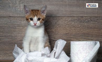 Biegunka u kota — jakie są przyczyny i jak mu pomóc?