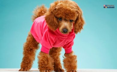 Psy miniaturki — poznaj top 9 ras małych psów