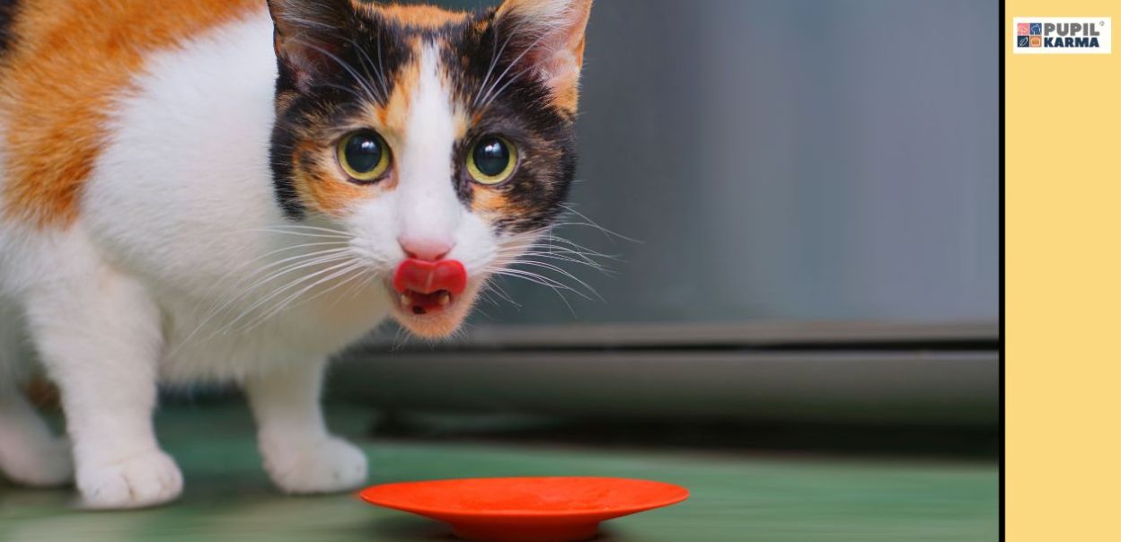 Czym jest syndrom głodu kota i jak go rozpoznać?