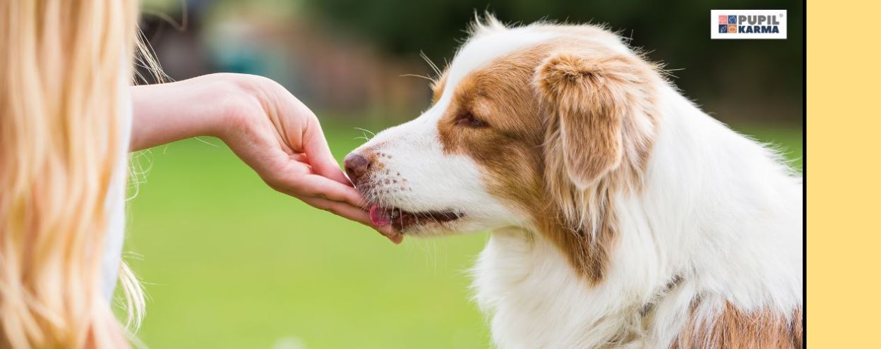 Czym się kierować, wybierając smakołyki i nagrody dla psa podczas treningów?