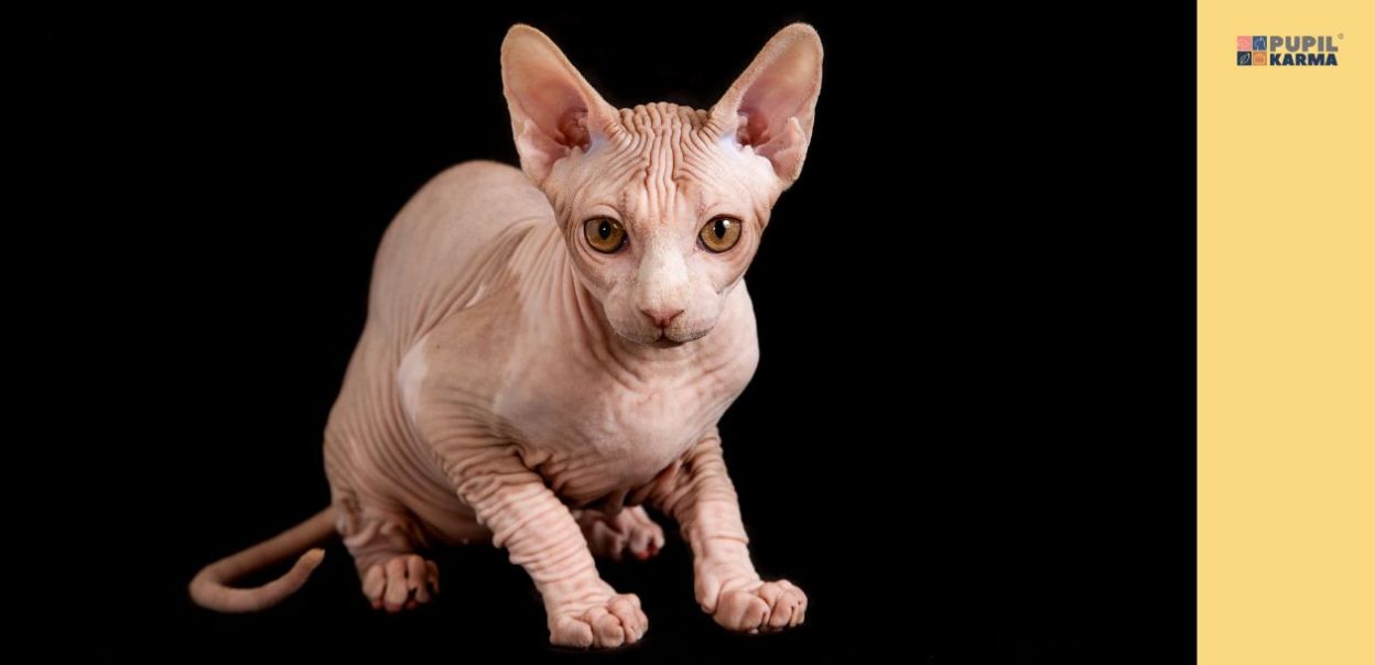 Kot rasy sfinks — wszystko, co musisz o nim wiedzieć