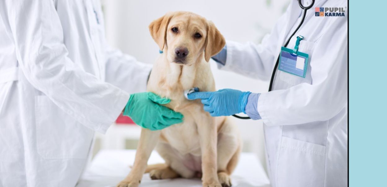 Padaczka u psa — jak rozpoznać i leczyć?
