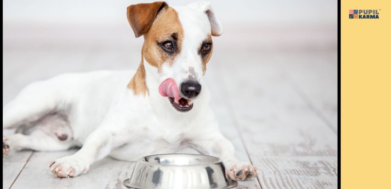 Zmiana karmy u psa – jak zrobić to dobrze?
