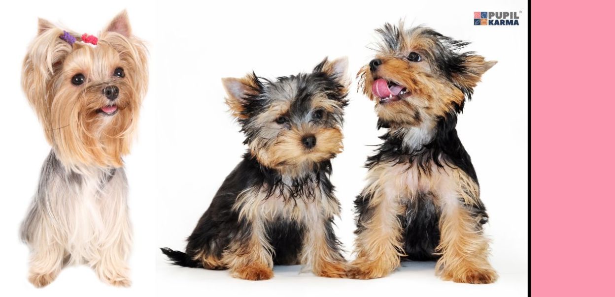 Yorkshire terrier charakterystyka rasy – wszystko, co musisz wiedzieć