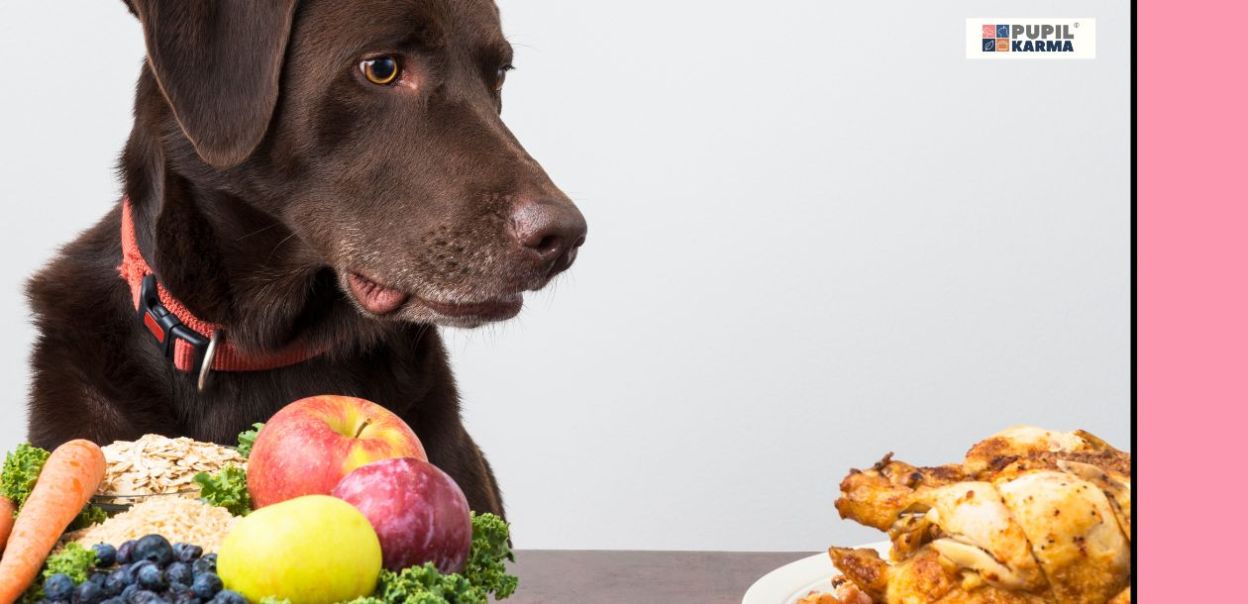 Dieta lekkostrawna dla psa – podstawowe zasady