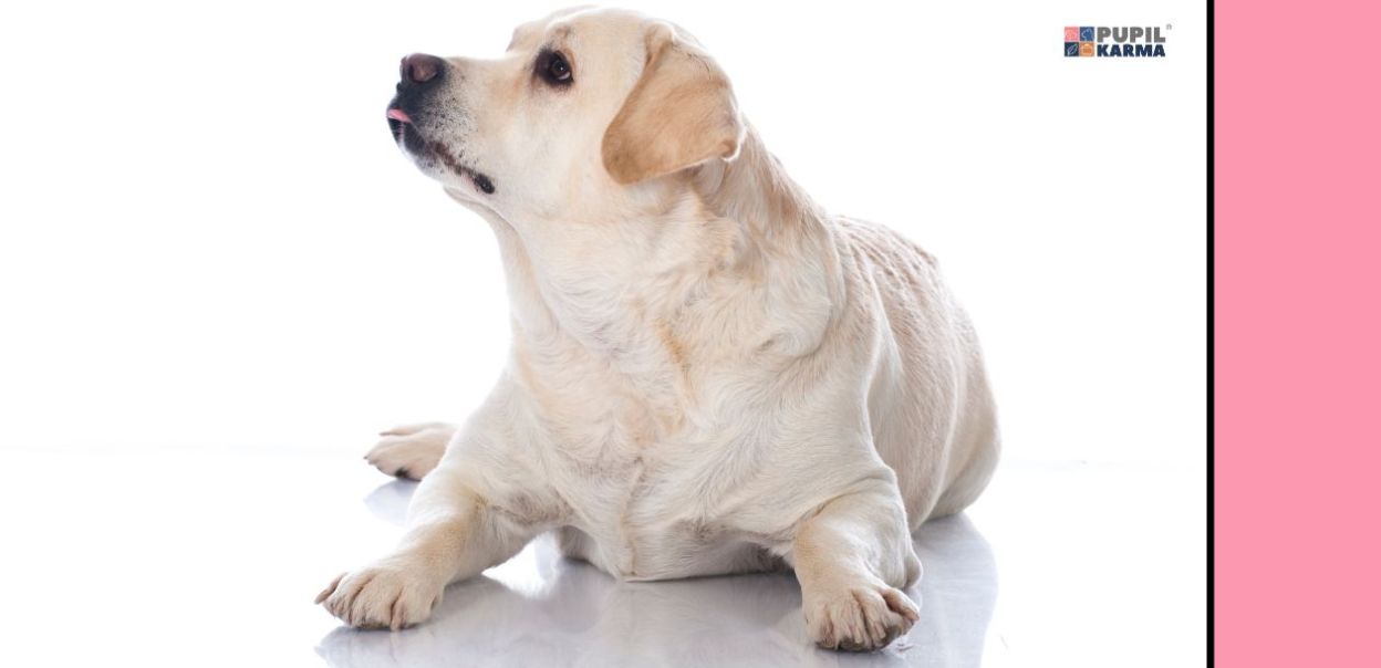 Prawidłowa dieta dla psa z nadwagą — jak ją skomponować?
