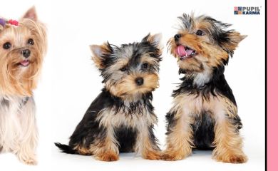 Yorkshire terrier charakterystyka rasy – wszystko, co musisz wiedzieć