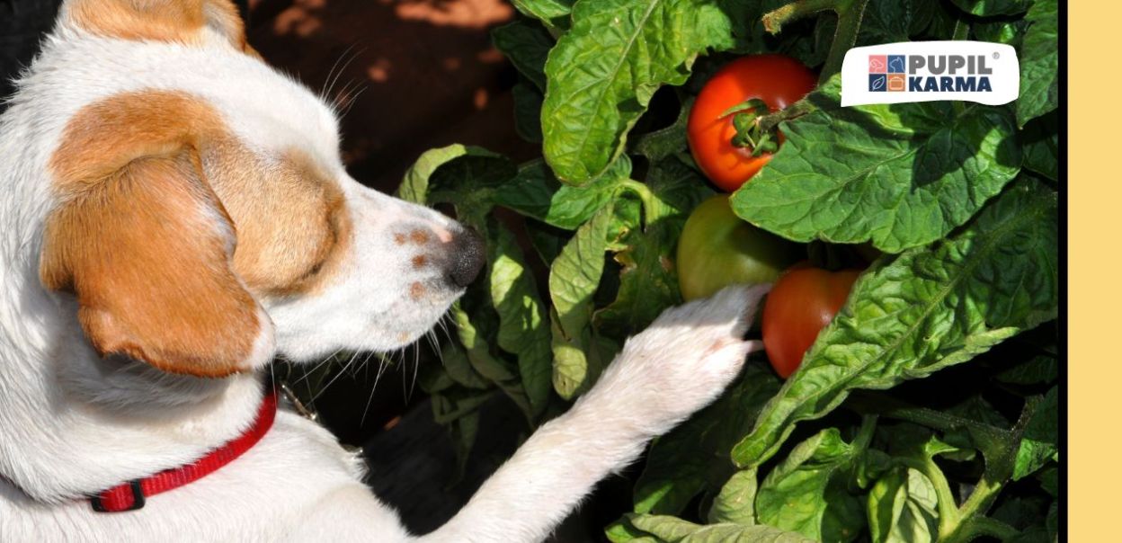 Czy pies może jeść pomidory?