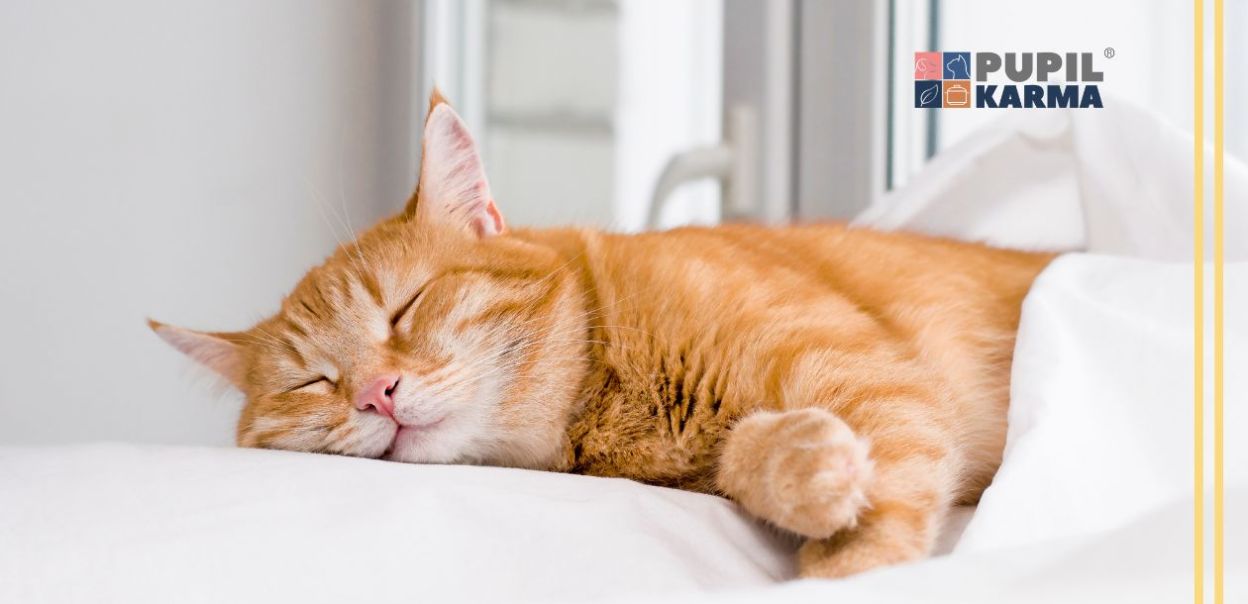 Dlaczego koty drgają podczas snu?