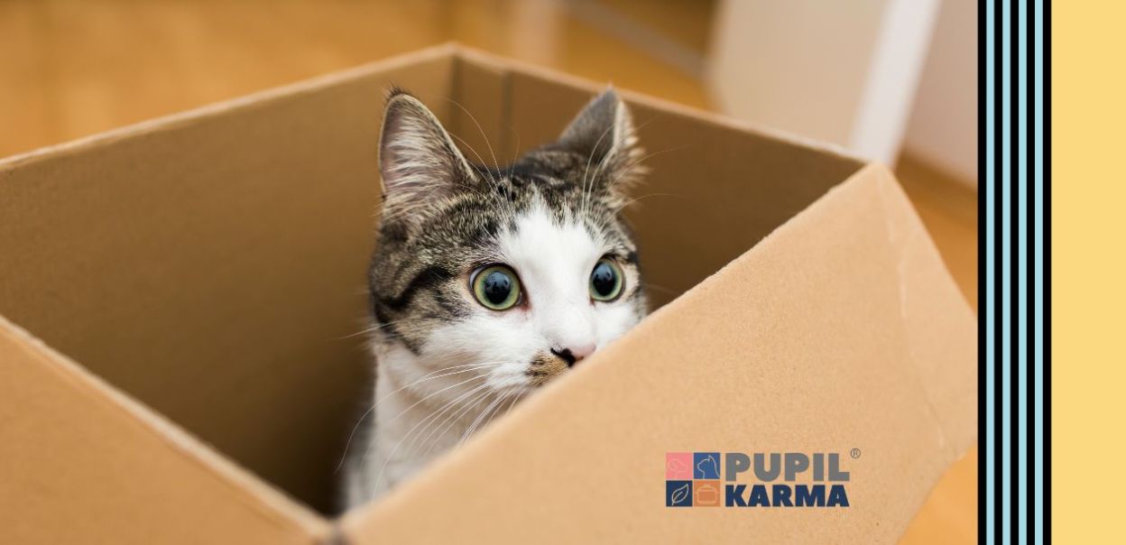 Dlaczego koty kochają pudła i kartony?