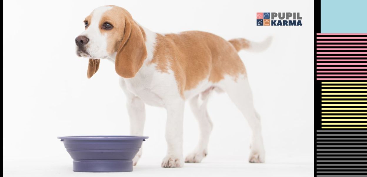 Dlaczego psy przenoszą jedzenie, by je zjeść?