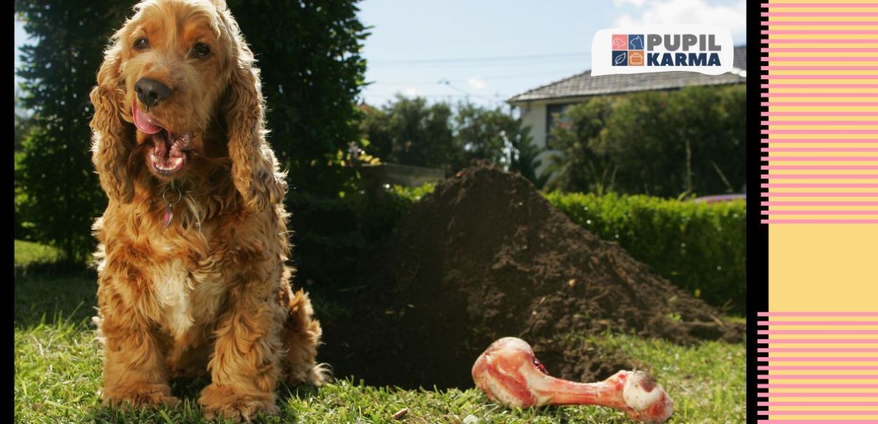Dlaczego psy zakopują kości?