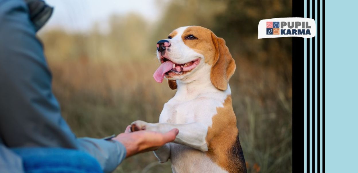 Jak nauczyć psa podstawowych poleceń?