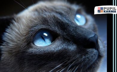 11 kocich ras z niebieskimi oczami