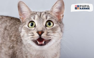 Dlaczego kot ciągle miauczy? Poznaj możliwe przyczyny!