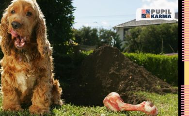 Dlaczego psy zakopują kości?