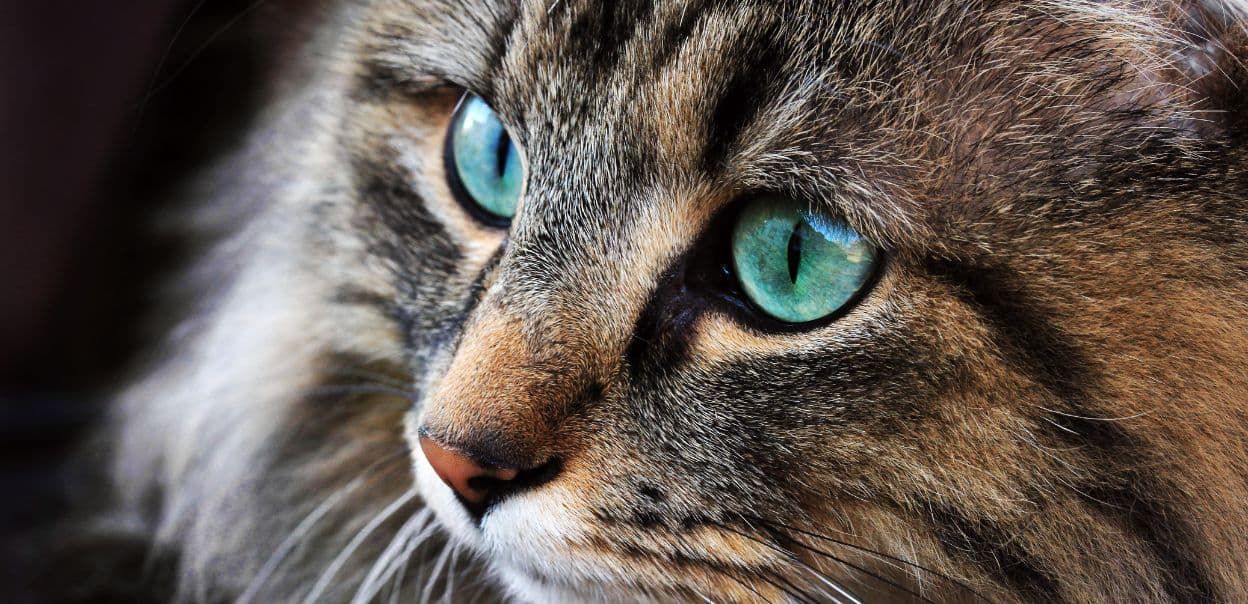 Kot norweski leśny – co wyróżnia tę rasę?