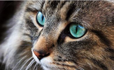 Kot norweski leśny – co wyróżnia tę rasę?