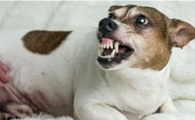 Dlaczego małe psy są często bardziej agresywne niż duże?